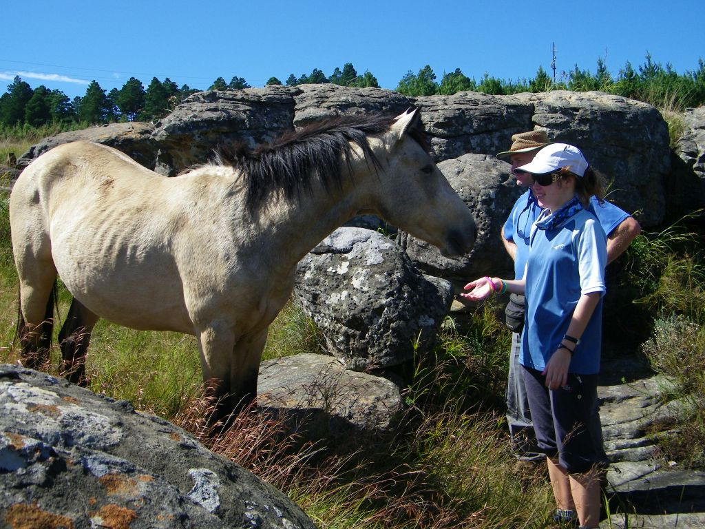 Kaapsehoop horses